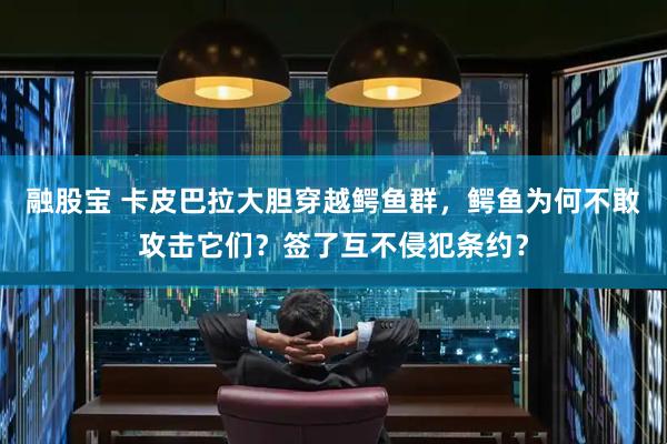 融股宝 卡皮巴拉大胆穿越鳄鱼群，鳄鱼为何不敢攻击它们？签了互不侵犯条约？